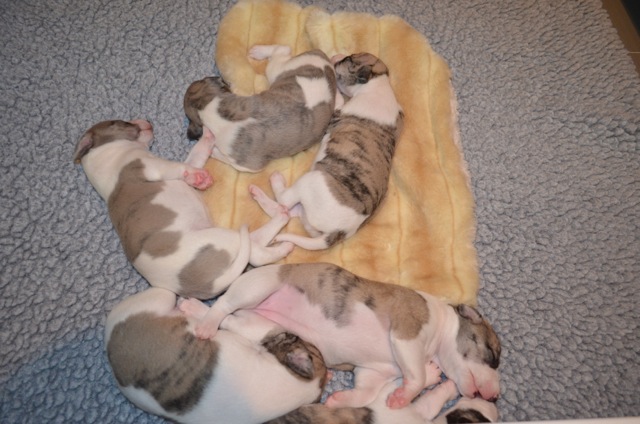 Starline Whippets - Show Dogs, Breeding, Puppies,Sales, Rancho Santa Fe ...