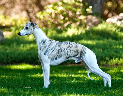Ch. Starline's Sovereign ROMXX
